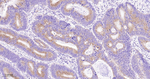 STX16 Antibody in Immunohistochemistry (Paraffin) (IHC (P))