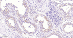 STX16 Antibody in Immunohistochemistry (Paraffin) (IHC (P))