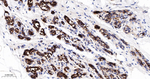TRPV5 Antibody in Immunohistochemistry (Paraffin) (IHC (P))