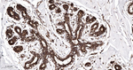 TRPV5 Antibody in Immunohistochemistry (Paraffin) (IHC (P))