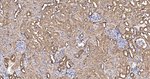 TRPV5 Antibody in Immunohistochemistry (Paraffin) (IHC (P))