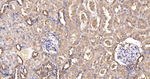 TRPV5 Antibody in Immunohistochemistry (Paraffin) (IHC (P))