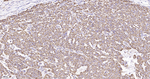 Kallikrein 8 Antibody in Immunohistochemistry (Paraffin) (IHC (P))