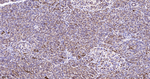 Kallikrein 8 Antibody in Immunohistochemistry (Paraffin) (IHC (P))