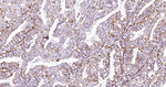 Kallikrein 8 Recombinant Rabbit Monoclonal Antibody (2D5)