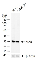 Kallikrein 8 Antibody in Western Blot (WB)