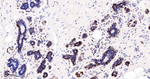 BAG1 Antibody in Immunohistochemistry (Paraffin) (IHC (P))