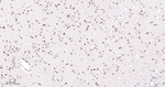 BAG1 Antibody in Immunohistochemistry (Paraffin) (IHC (P))
