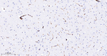 ICAM-2 Recombinant Rabbit Monoclonal Antibody (3D3)