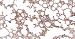 ICAM-2 Antibody in Immunohistochemistry (Paraffin) (IHC (P))
