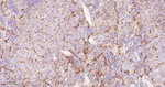 ICAM-2 Antibody in Immunohistochemistry (Paraffin) (IHC (P))