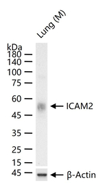 ICAM-2 Antibody in Western Blot (WB)
