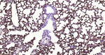 CD141 Antibody in Immunohistochemistry (Paraffin) (IHC (P))