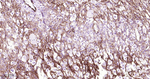 CD141 Recombinant Rabbit Monoclonal Antibody (6E1)