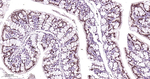 HNF4A Antibody in Immunohistochemistry (Paraffin) (IHC (P))