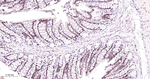 HNF4A Antibody in Immunohistochemistry (Paraffin) (IHC (P))
