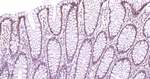 HNF4A Antibody in Immunohistochemistry (Paraffin) (IHC (P))