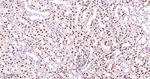 HNF4A Antibody in Immunohistochemistry (Paraffin) (IHC (P))