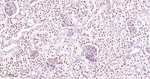 HNF4A Antibody in Immunohistochemistry (Paraffin) (IHC (P))