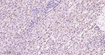 HNF4A Antibody in Immunohistochemistry (Paraffin) (IHC (P))