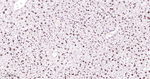 HNF4A Antibody in Immunohistochemistry (Paraffin) (IHC (P))