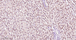 HNF4A Antibody in Immunohistochemistry (Paraffin) (IHC (P))