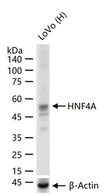HNF4A Antibody in Western Blot (WB)