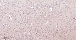 UFM1 Antibody in Immunohistochemistry (Paraffin) (IHC (P))
