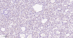 UFM1 Recombinant Rabbit Monoclonal Antibody (5F6)