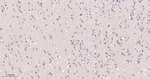 UFM1 Antibody in Immunohistochemistry (Paraffin) (IHC (P))