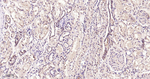 UFM1 Antibody in Immunohistochemistry (Paraffin) (IHC (P))