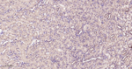 UFM1 Antibody in Immunohistochemistry (Paraffin) (IHC (P))