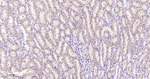 UFM1 Antibody in Immunohistochemistry (Paraffin) (IHC (P))