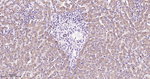 UFM1 Antibody in Immunohistochemistry (Paraffin) (IHC (P))