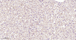 UFM1 Antibody in Immunohistochemistry (Paraffin) (IHC (P))