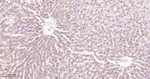 UFM1 Antibody in Immunohistochemistry (Paraffin) (IHC (P))