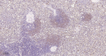 UFM1 Antibody in Immunohistochemistry (Paraffin) (IHC (P))