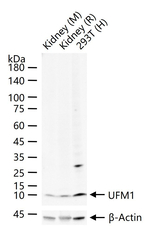 UFM1 Antibody in Western Blot (WB)