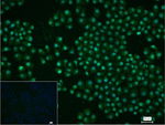 HNF4A Recombinant Rabbit Monoclonal Antibody (9C3)