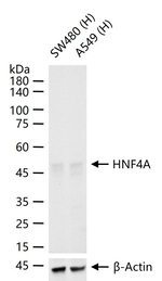HNF4A Antibody in Western Blot (WB)