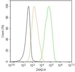 ZHX2 Antibody in Flow Cytometry (Flow)