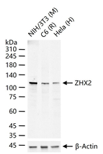 ZHX2 Antibody in Western Blot (WB)