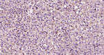 RAB5C Antibody in Immunohistochemistry (Paraffin) (IHC (P))