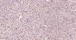 RAB5C Recombinant Rabbit Monoclonal Antibody (10C10)