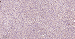 RAB5C Antibody in Immunohistochemistry (Paraffin) (IHC (P))