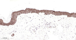 RAB5C Antibody in Immunohistochemistry (Paraffin) (IHC (P))