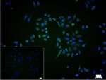 STOML2 Recombinant Rabbit Monoclonal Antibody (7A11)