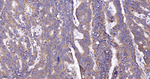 STOML2 Antibody in Immunohistochemistry (Paraffin) (IHC (P))