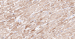 STOML2 Antibody in Immunohistochemistry (Paraffin) (IHC (P))