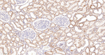 STOML2 Antibody in Immunohistochemistry (Paraffin) (IHC (P))